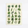 Botany Leaves Wrap