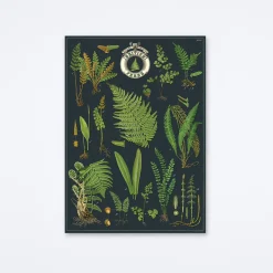 British Ferns Wrap