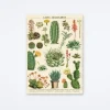 Cacti & Succulents Wrap