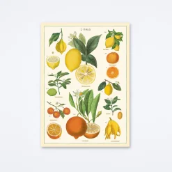 Citrus Wrap