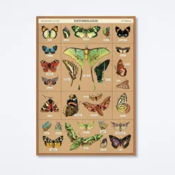 Entomology Wrap