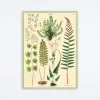 Ferns Wrap