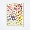 Flora Specimens Wrap