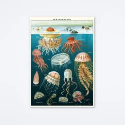 Jellyfish Oceanography Wrap