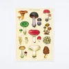 Mushrooms 2 Wrap